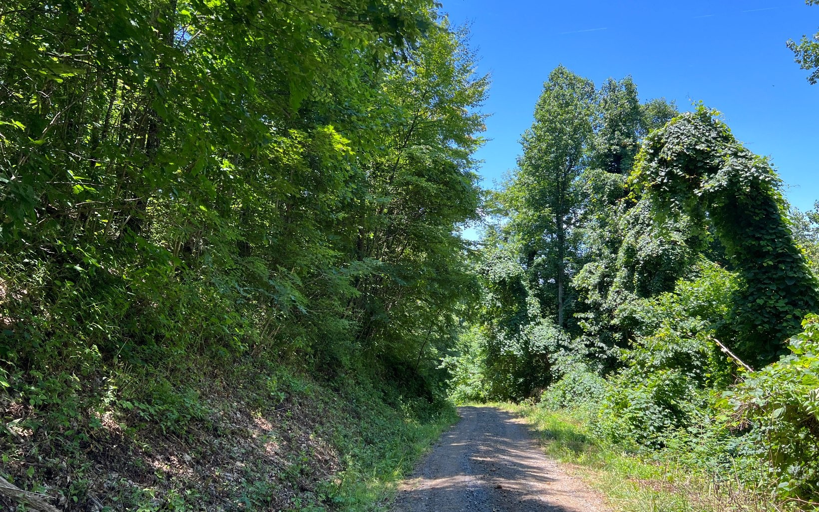 101ac Lori'S Mountain, Hayesville, North Carolina, 28904, United States, ,Residential,For Sale,101ac Lori'S Mountain,1304629