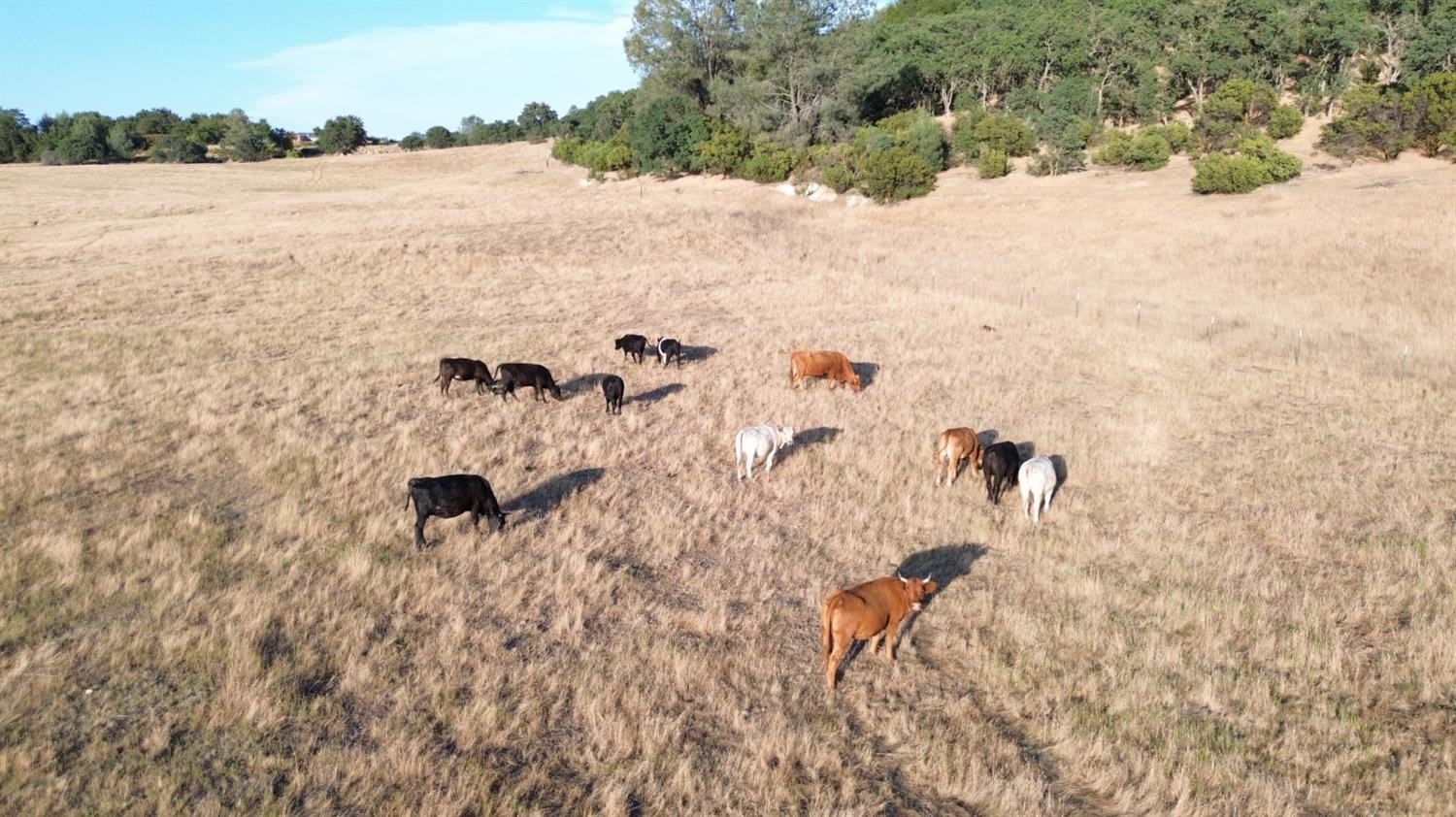 Burson, California, 95225, United States, ,Land,For Sale,2010412