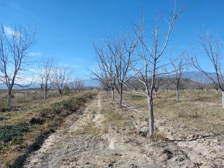 KM 3 CARRETERA PARRAS A GENERAL CEPEDA, Parras, Coahuila de Zaragoza, 27987, Mexico, 1 Bedroom Bedrooms, ,Residential,For Sale,KM 3 CARRETERA PARRAS A GENERAL CEPEDA,1472261