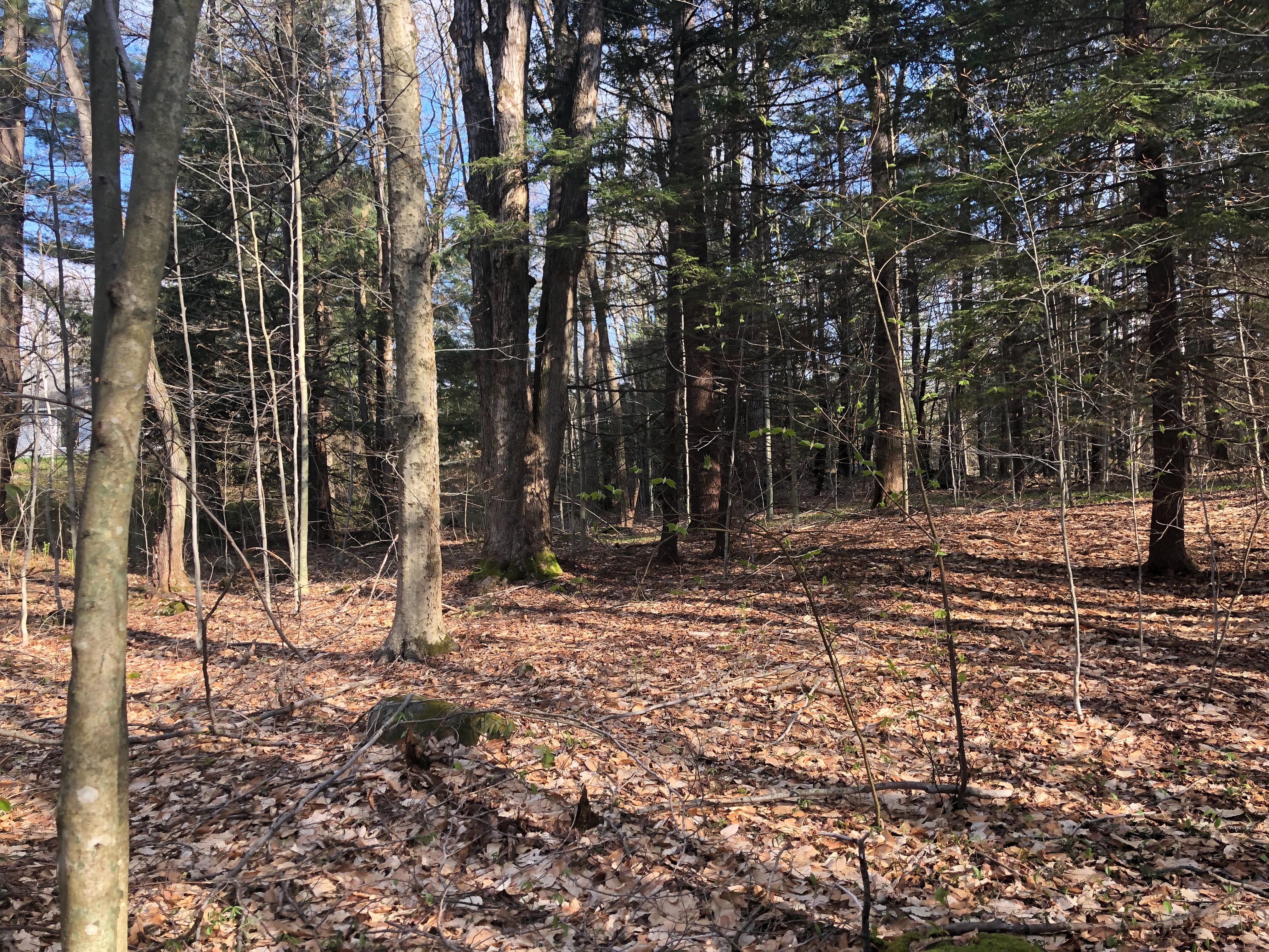  2.8 Acres on Quiet County Road in Otis - 物件實景