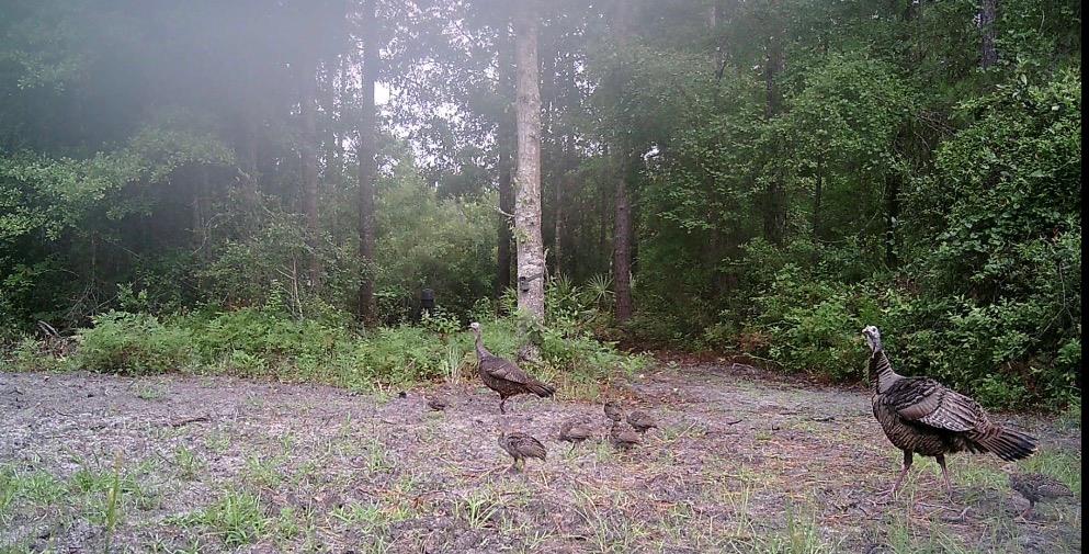 Valdosta, Georgia, 31601, United States, 4 Bedrooms Bedrooms, ,3 BathroomsBathrooms,Residential,For Sale,2005442