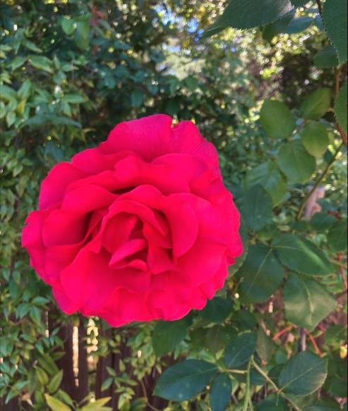 Los Altos, California, 94024, United States, 3 Bedrooms Bedrooms, ,2 BathroomsBathrooms,Residential,For Sale,1925689