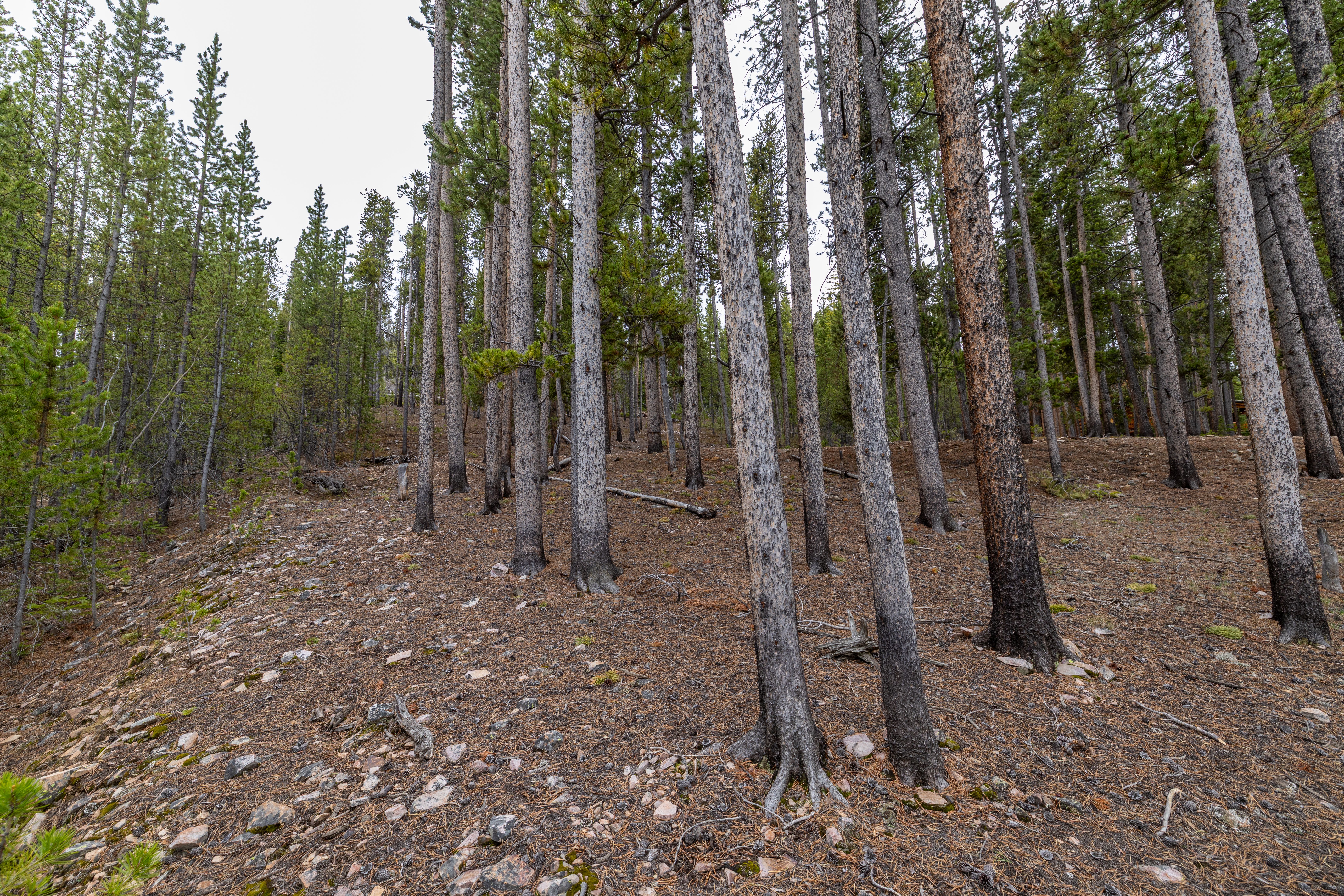  Prime Large Breckenridge Homesite in an Exceptional Location - 物件實景