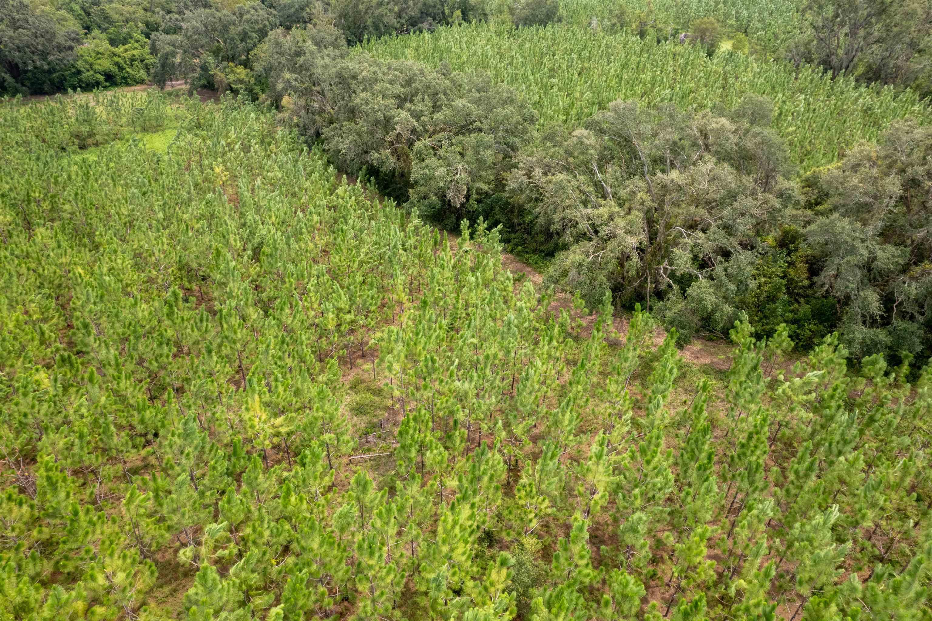 xxx Ne Geranium Street, Madison, Florida, 32340, United States, ,Land,For Sale,xxx Ne Geranium Street,1671968