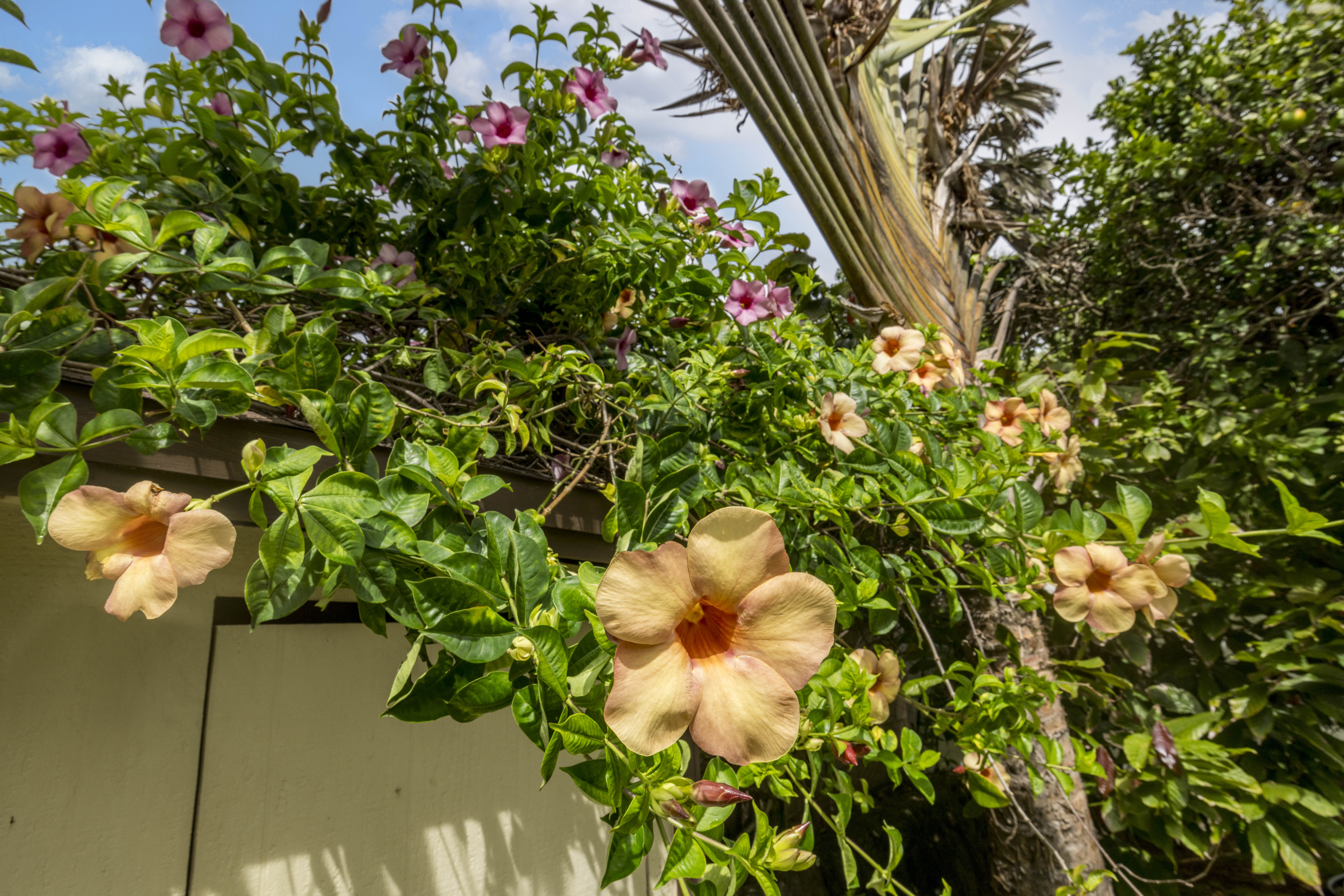 Mililani, Hawaii, 96789, United States, 4 Bedrooms Bedrooms, ,2 BathroomsBathrooms,Residential,For Sale,1978184