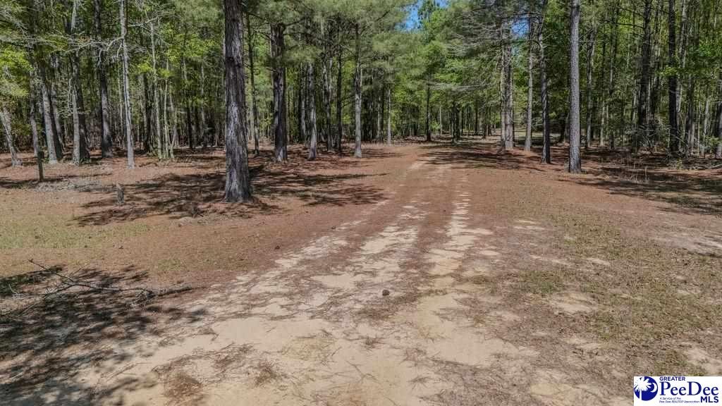 1315 Hill Harrell Road, Effingham, South Carolina, 29541-3179, United States, ,Land,For Sale,1315 Hill Harrell Road,1501598