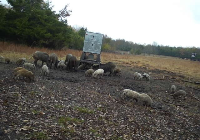 Roxton, Texas, 75477, United States, ,Land,For Sale,1979032