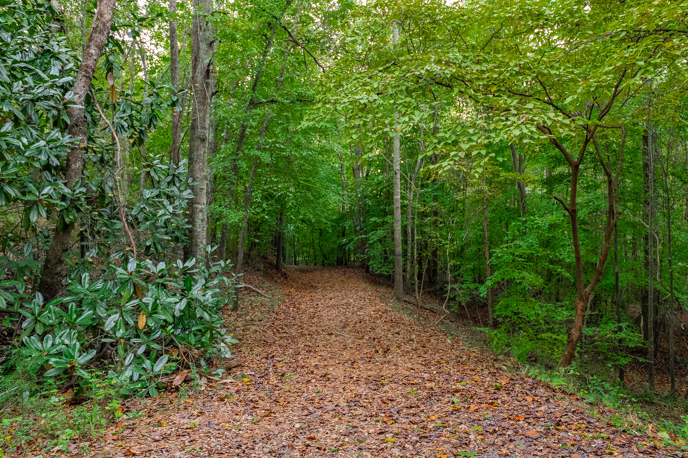  Timeless Colonial Elegance on Two Private Wooded Acres in Litchfield Hundred - 物件實景