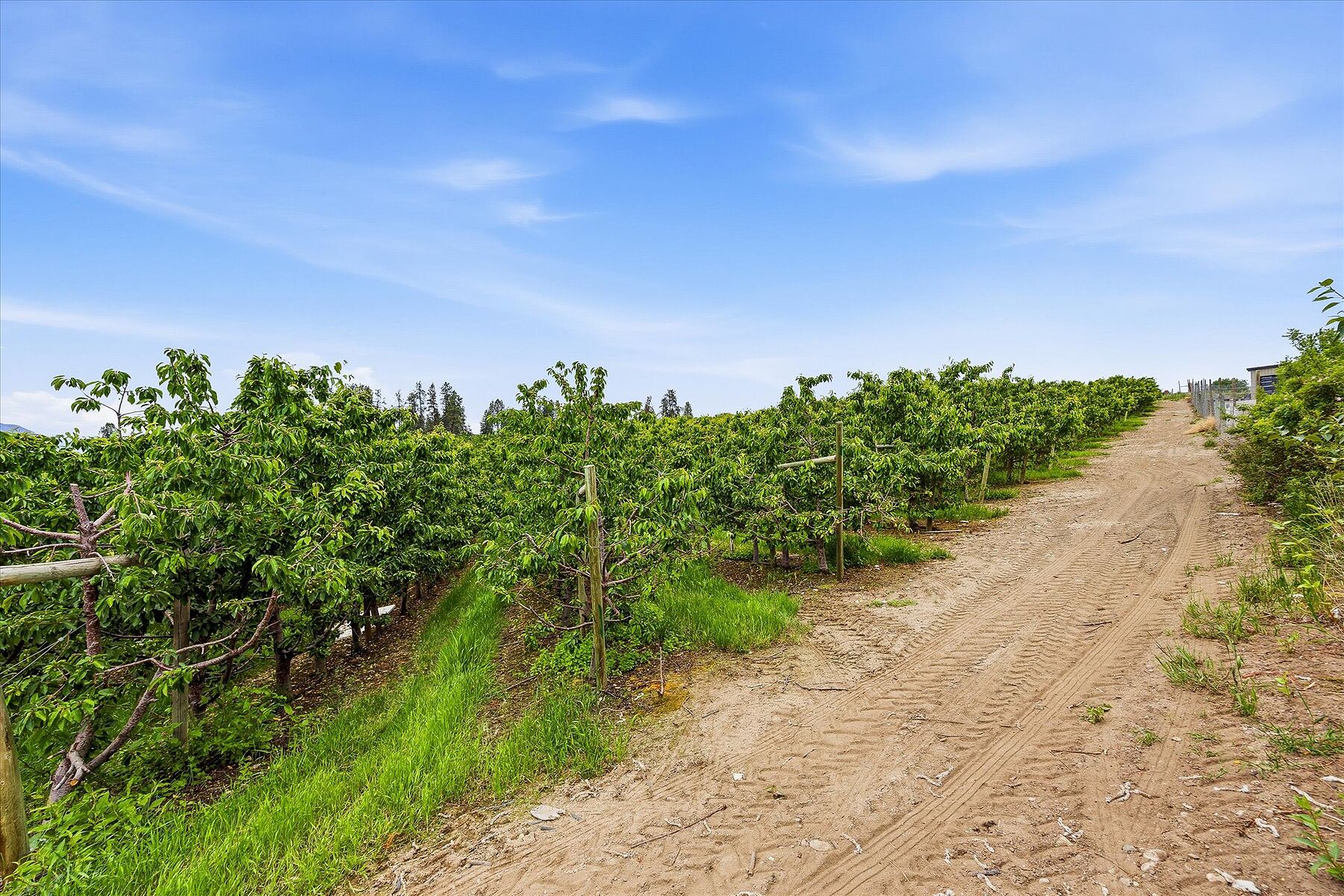  12.81 Acre Orchard - 物件實景