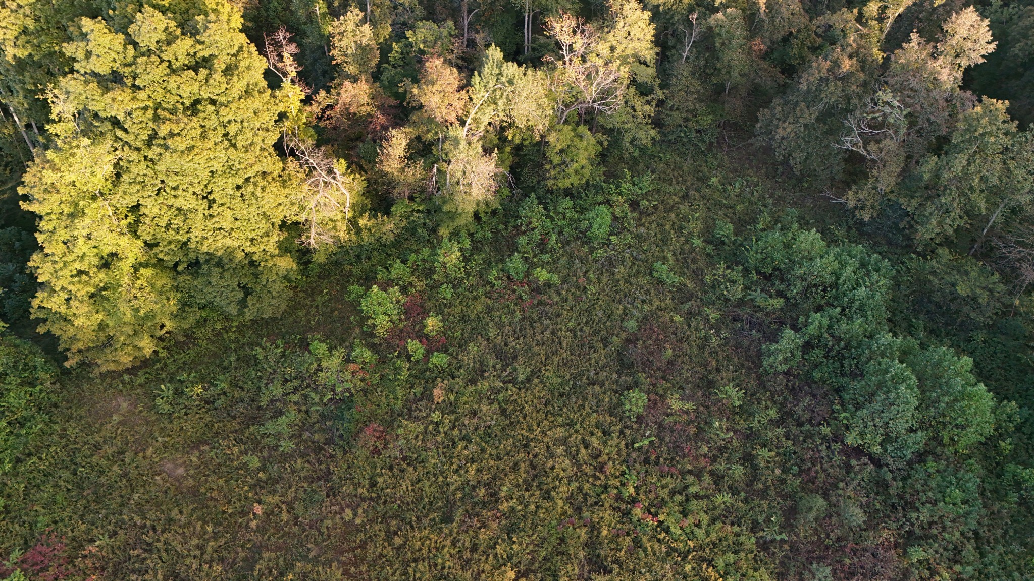 Lynchburg, Tennessee, 37388, United States, ,Land,For Sale,1982223