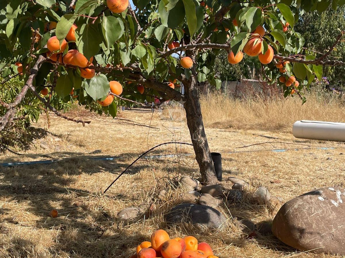 Talagante, Chile, 4 Bedrooms Bedrooms, ,2 BathroomsBathrooms,Residential,For Sale,1795499