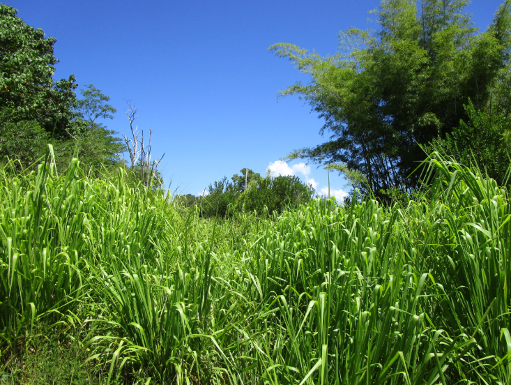 Pepeekeo, Hawaii, 96783, United States, ,Land,For Sale,1978999