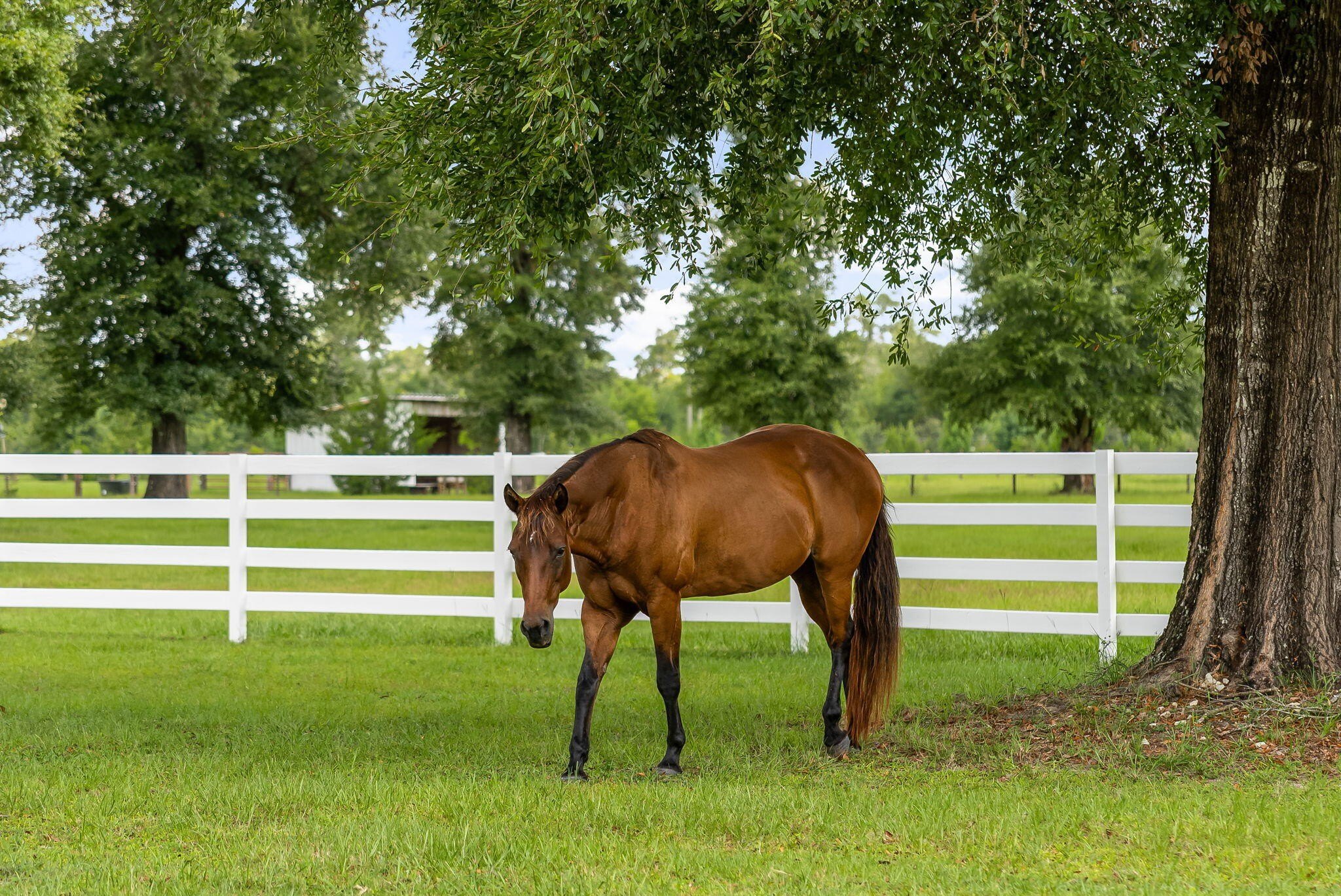 Youngstown, Florida, 32466, United States, 6 Bedrooms Bedrooms, ,6 BathroomsBathrooms,Residential,For Sale,1981831