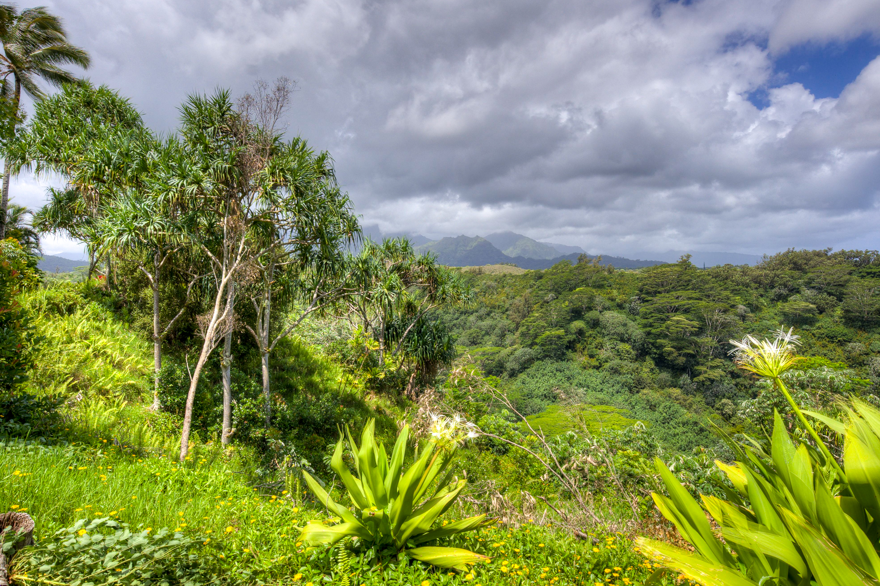  5250-D Kahiliholo Rd, Kilauea, HI, 96754 - 物件實景