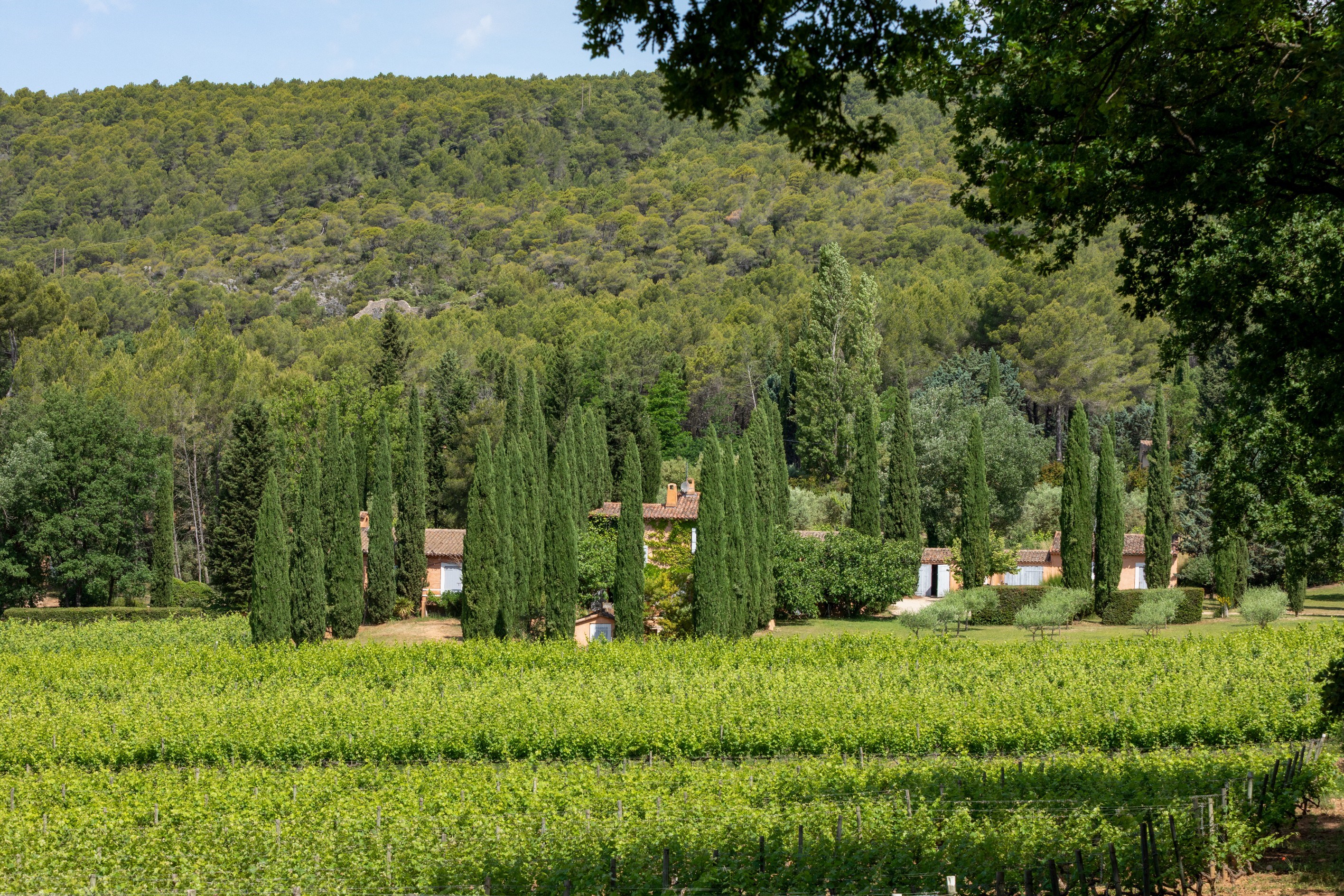  Charming Wine Estate in the Heart of Provence - 物件實景