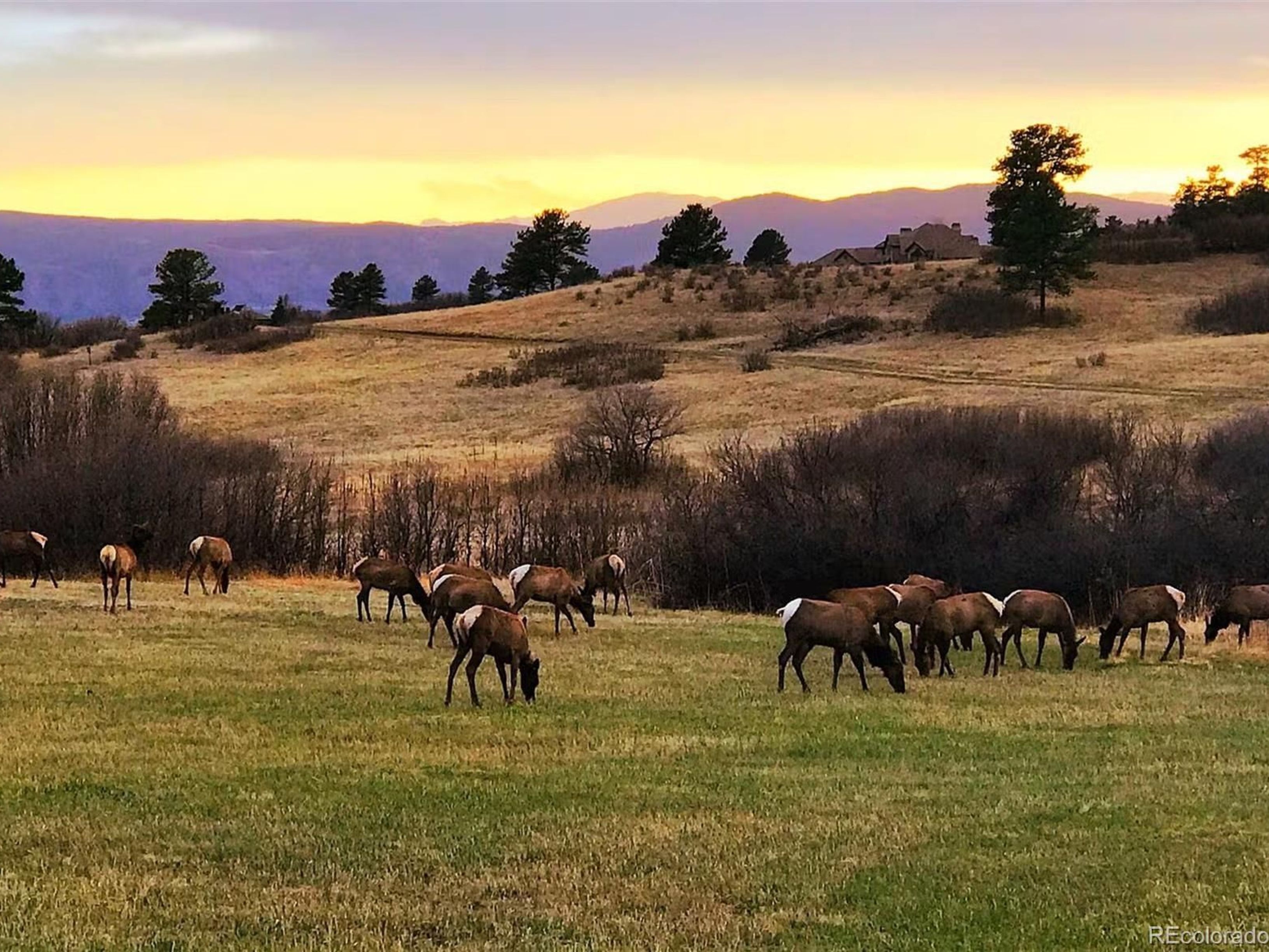  Rare In The Gated, Coveted Village At Castle Pines Community - 物件實景