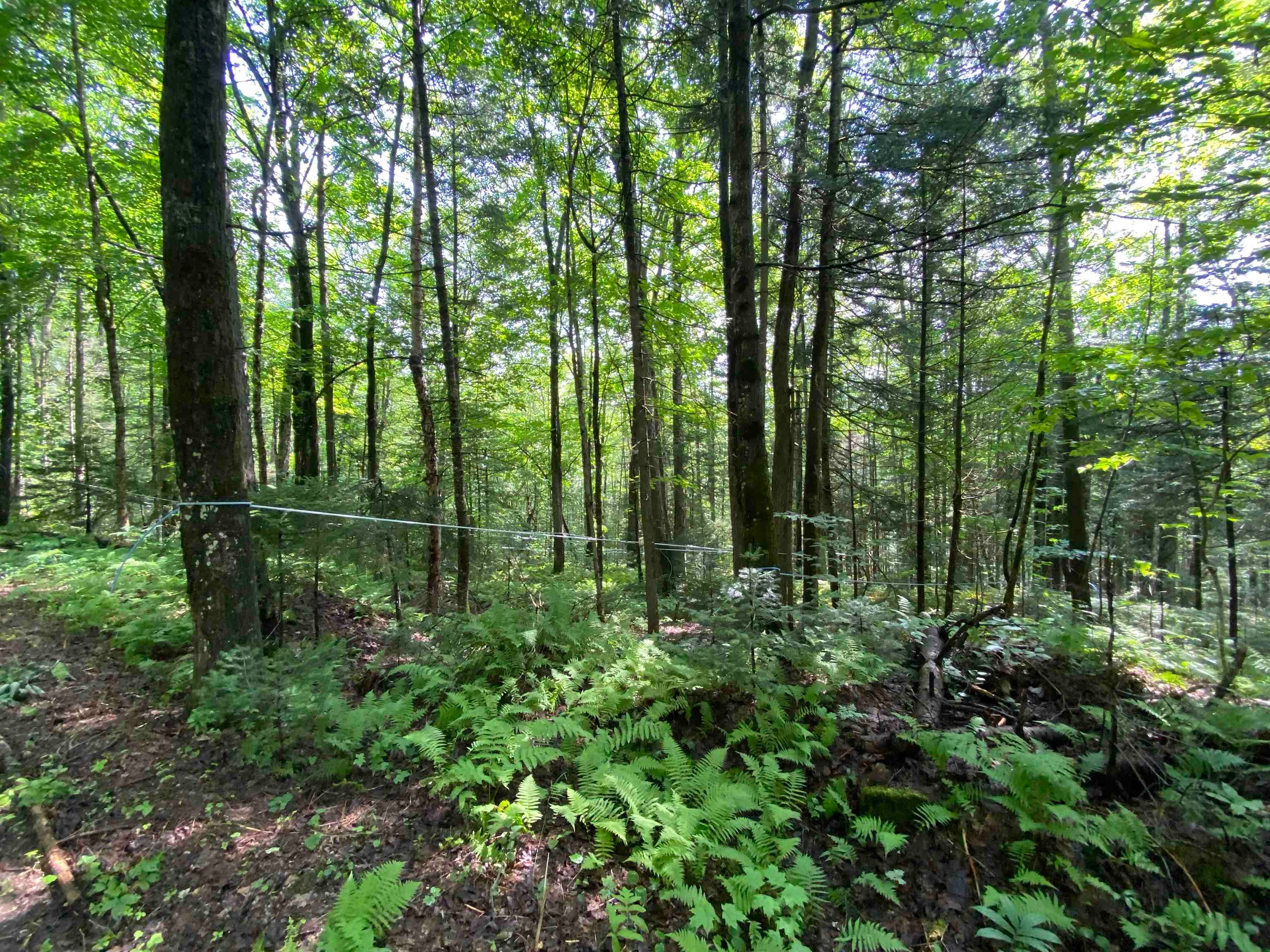 1629 East Hill Road, Eden, Vermont, 05653, United States, ,Land,For Sale,1629 East Hill Road,1626142