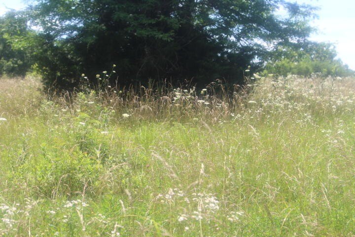 Polk, Missouri, 65727, United States, ,Land,For Sale,1980569