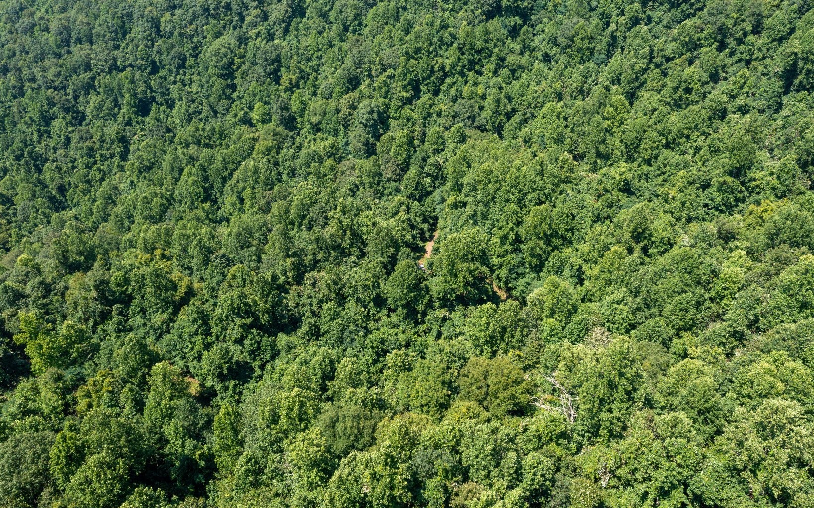 101ac Lori'S Mountain, Hayesville, North Carolina, 28904, United States, ,Residential,For Sale,101ac Lori'S Mountain,1304629
