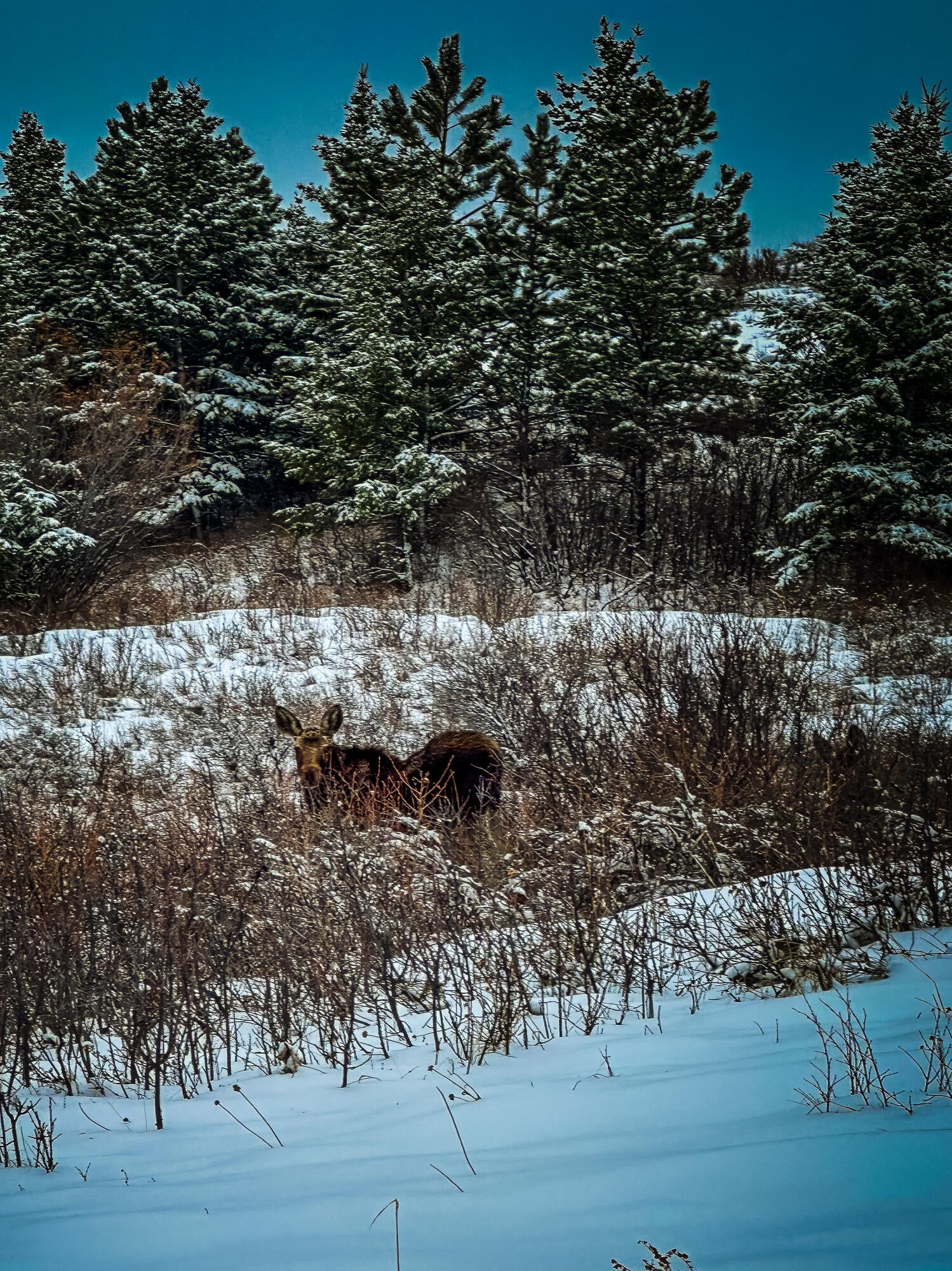 Big Horn, Wyoming, 82833, United States, ,Residential,For Sale,2011314