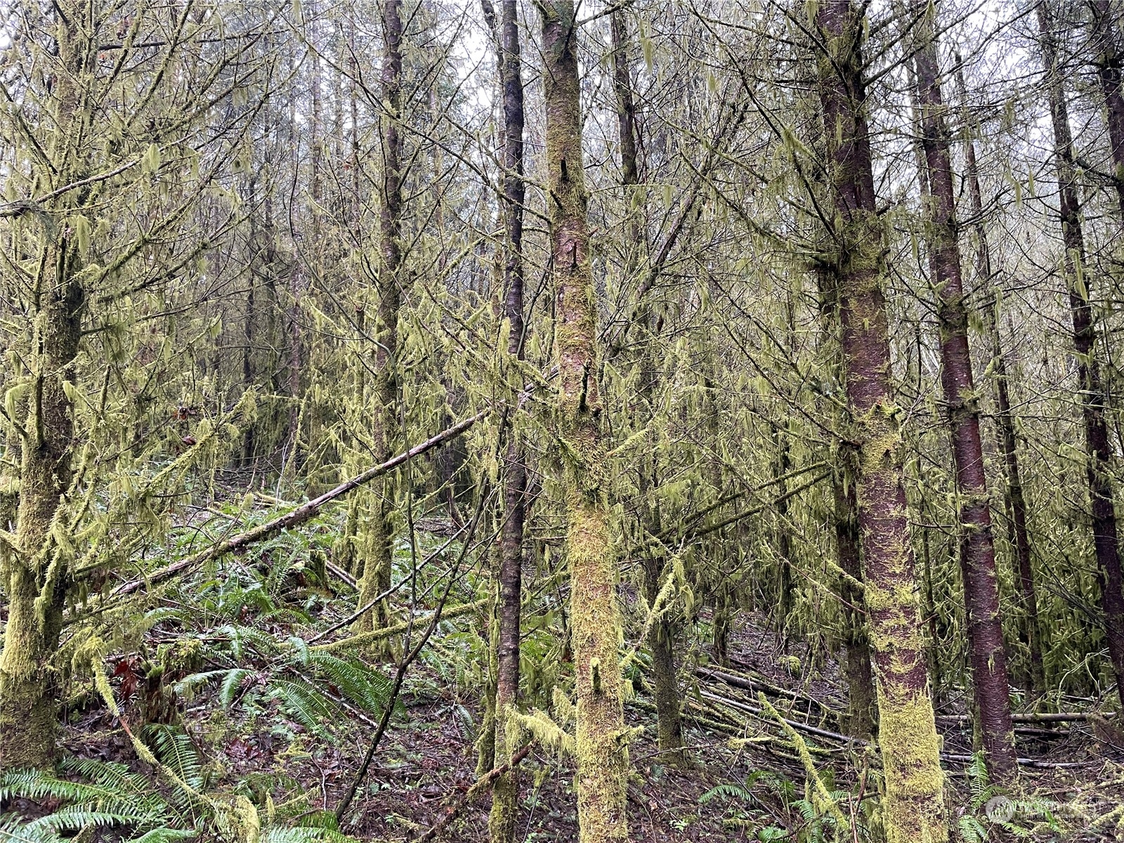 0 Fallert Road, Kalama, Washington, 98625, United States, ,Land,For Sale,0 Fallert Road,1273199