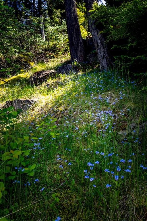 Polson, Montana, 59860, United States, 4 Bedrooms Bedrooms, ,4 BathroomsBathrooms,Residential,For Sale,1984394