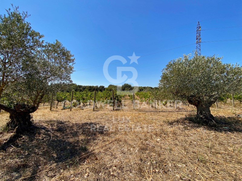 Girona, Siurana, Siurana Girona, Siurana, Siurana, Siurana, Catalonia, ES, 5 Bedrooms Bedrooms, ,3 BathroomsBathrooms,Residential,For Sale,Girona, Siurana, Siurana Girona, Siurana, Siurana ,1621457