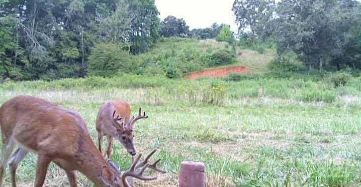 Mills River, North Carolina, 28759, United States, 3 Bedrooms Bedrooms, ,2 BathroomsBathrooms,Residential,For Sale,1982663