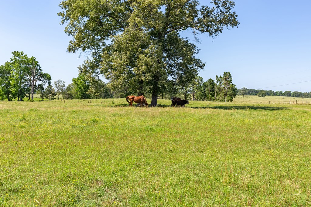 Pollok, Texas, 75969, United States, ,Residential,For Sale,1928088