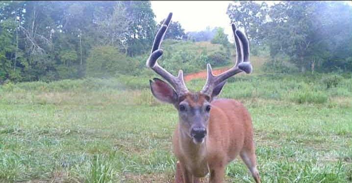 Mills River, North Carolina, 28759, United States, 3 Bedrooms Bedrooms, ,2 BathroomsBathrooms,Residential,For Sale,1982663