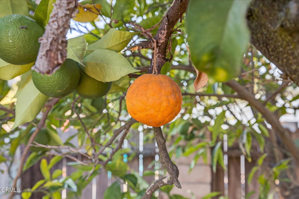 Ojai, California, 93023, United States, 4 Bedrooms Bedrooms, ,3 BathroomsBathrooms,Residential,For Sale,1989164