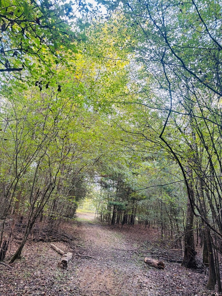 Abbeville, Georgia, 31001, United States, ,Land,For Sale,1975130