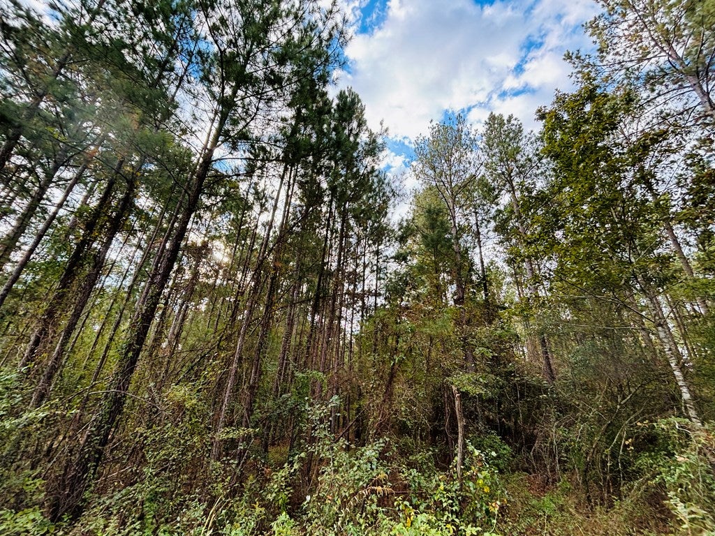 Abbeville, Georgia, 31001, United States, ,Land,For Sale,1975130