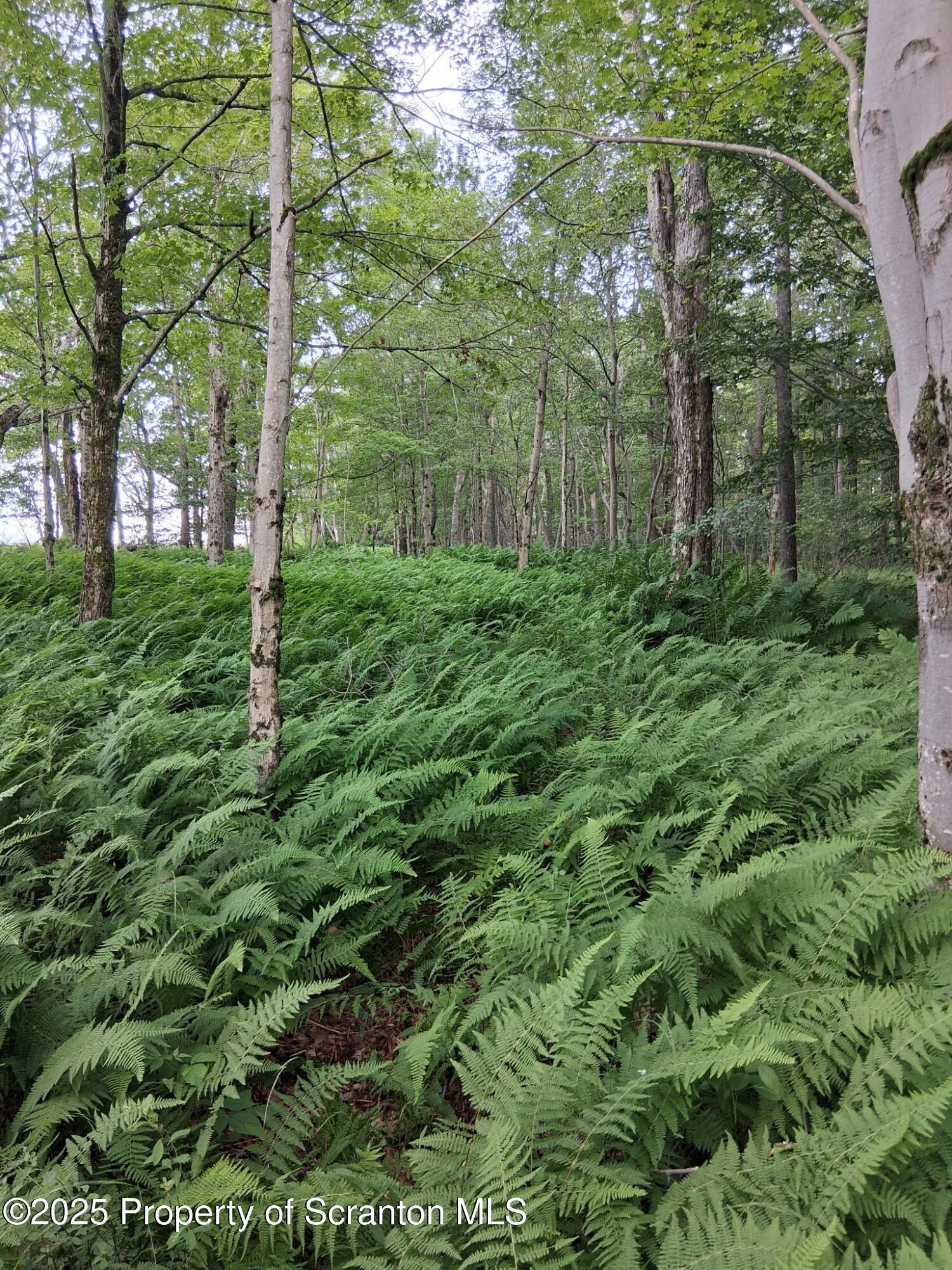 Union Dale, Pennsylvania, 18470, United States, ,Land,For Sale,1975755