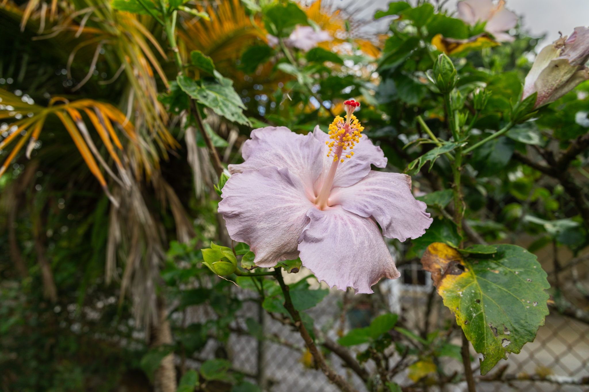  64-5108 Kalake Street, Kamuela, HI 96743 - 物件實景