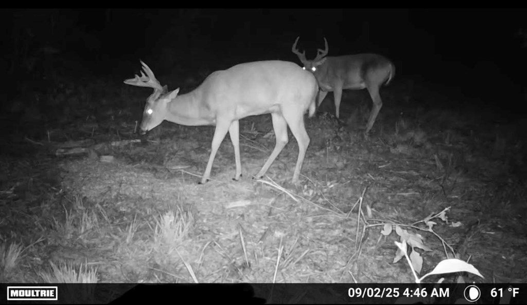 Abbeville, Georgia, 31001, United States, ,Land,For Sale,1975130