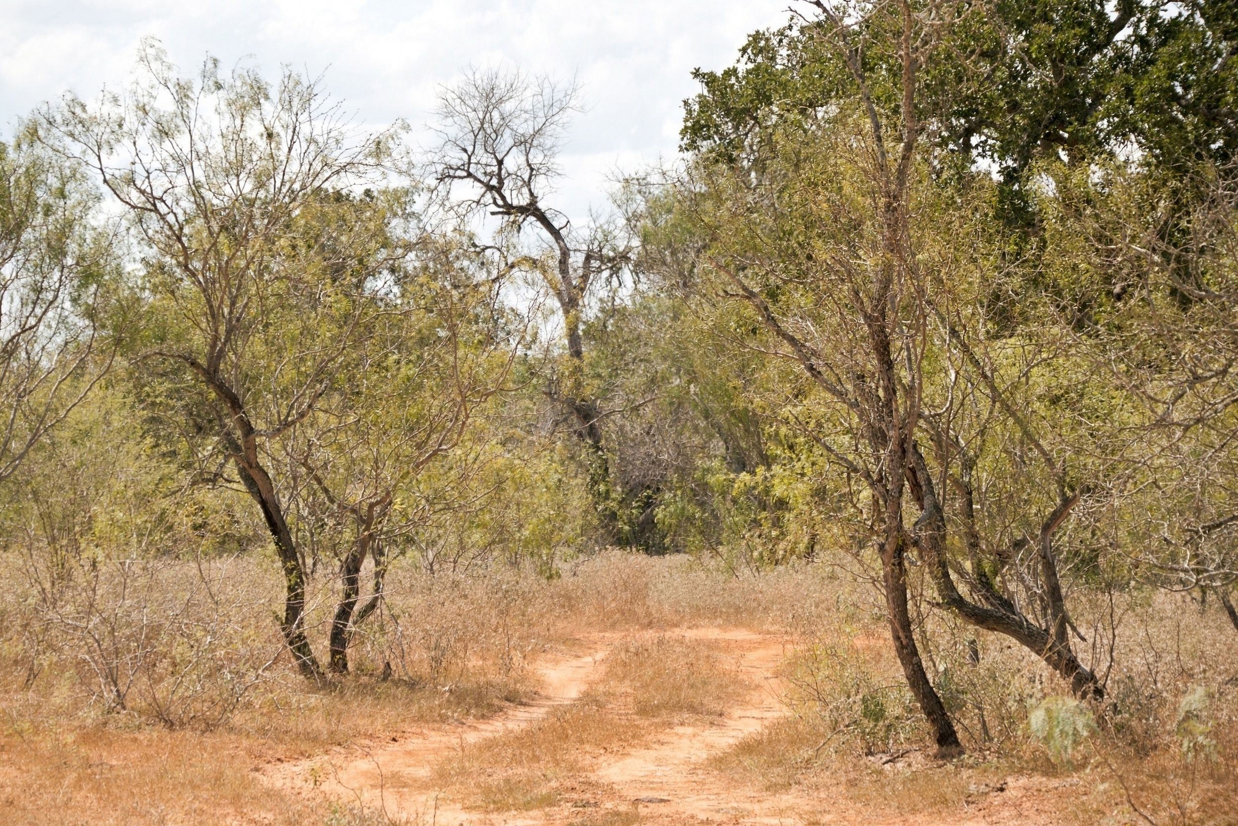  186+/- Acre Post Oak Hill Ranch - 物件實景