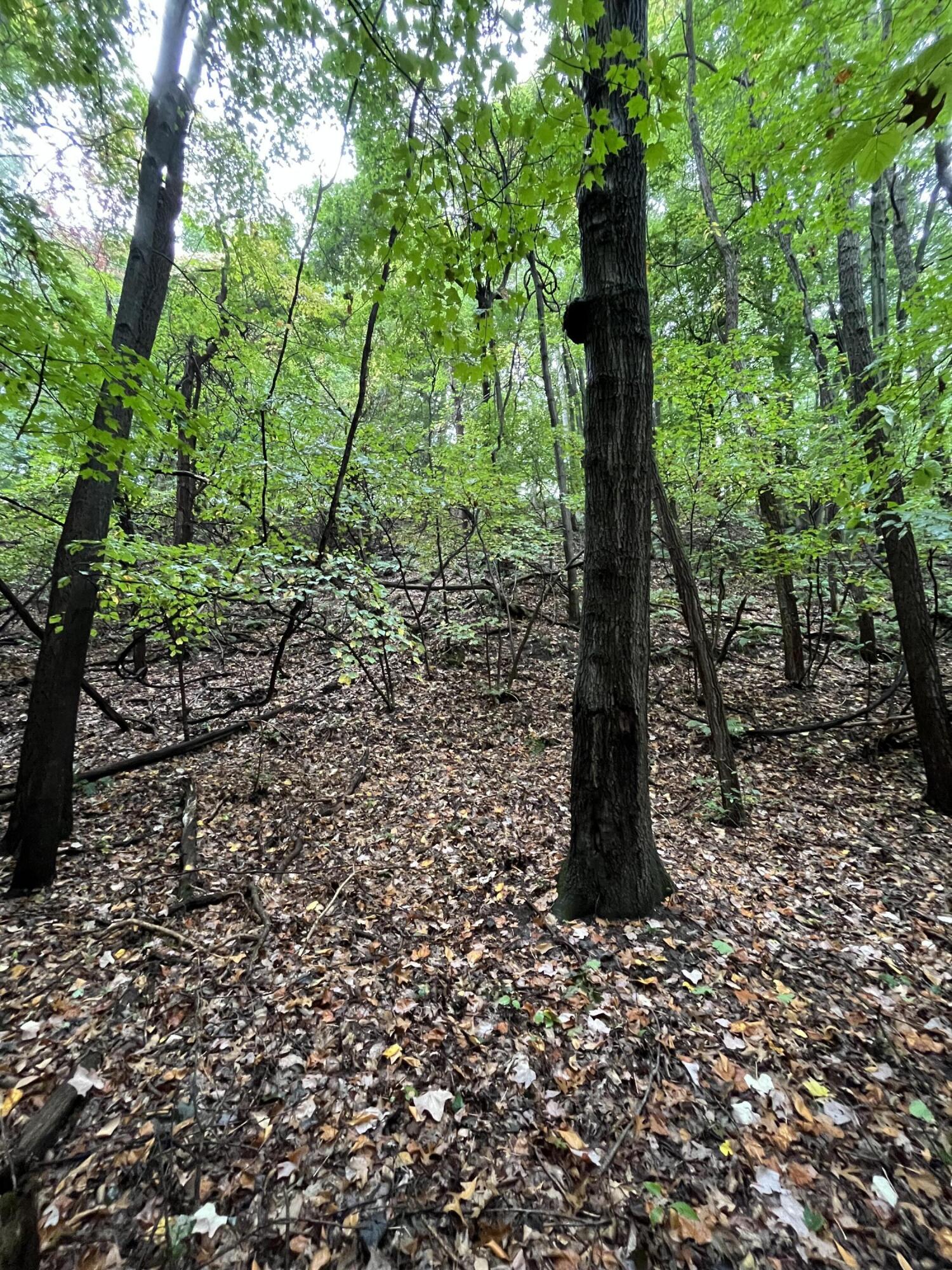 Holland, Michigan, 49423, United States, ,Land,For Sale,1984498