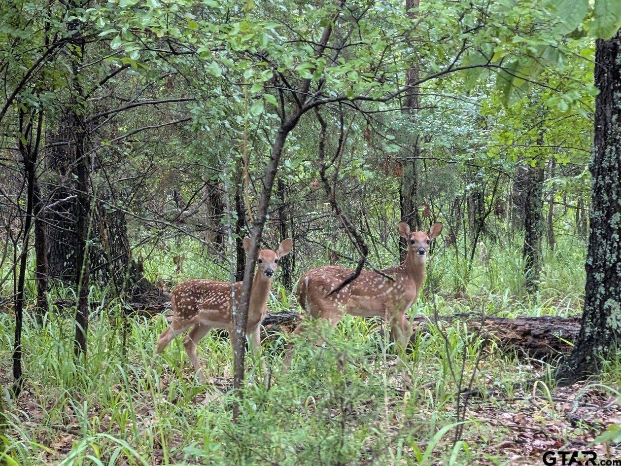 Dekalb, Texas, 75559, United States, ,Land,For Sale,1983481