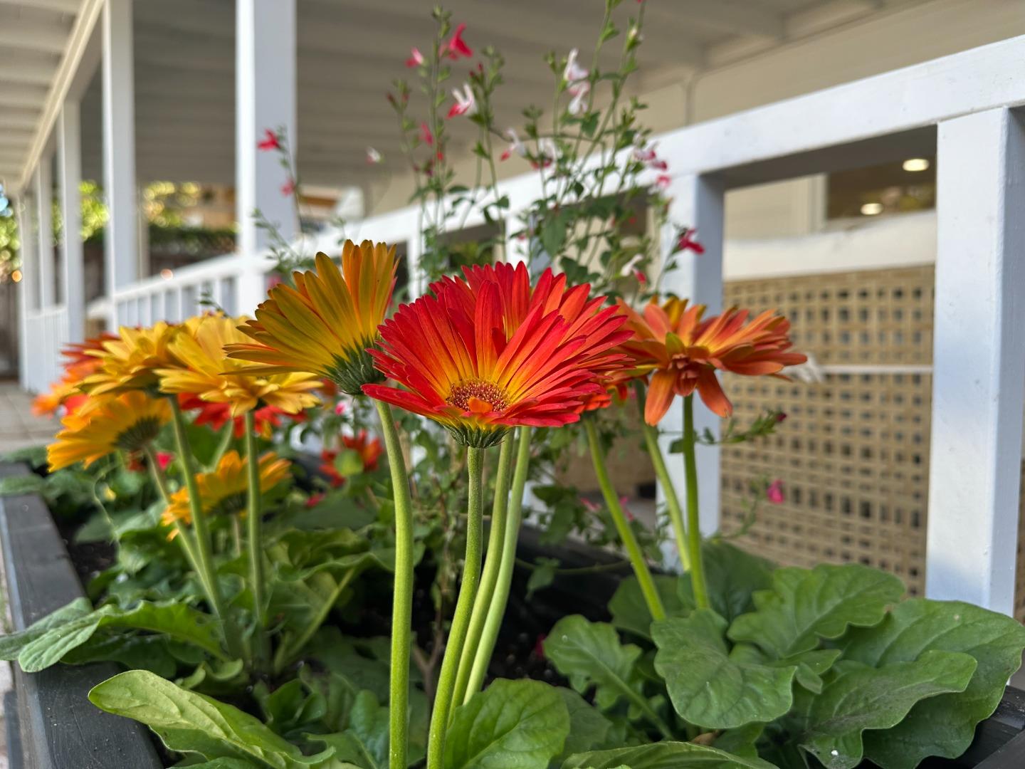 San Jose, California, 95126, United States, 4 Bedrooms Bedrooms, ,3 BathroomsBathrooms,Residential,For Sale,1988226