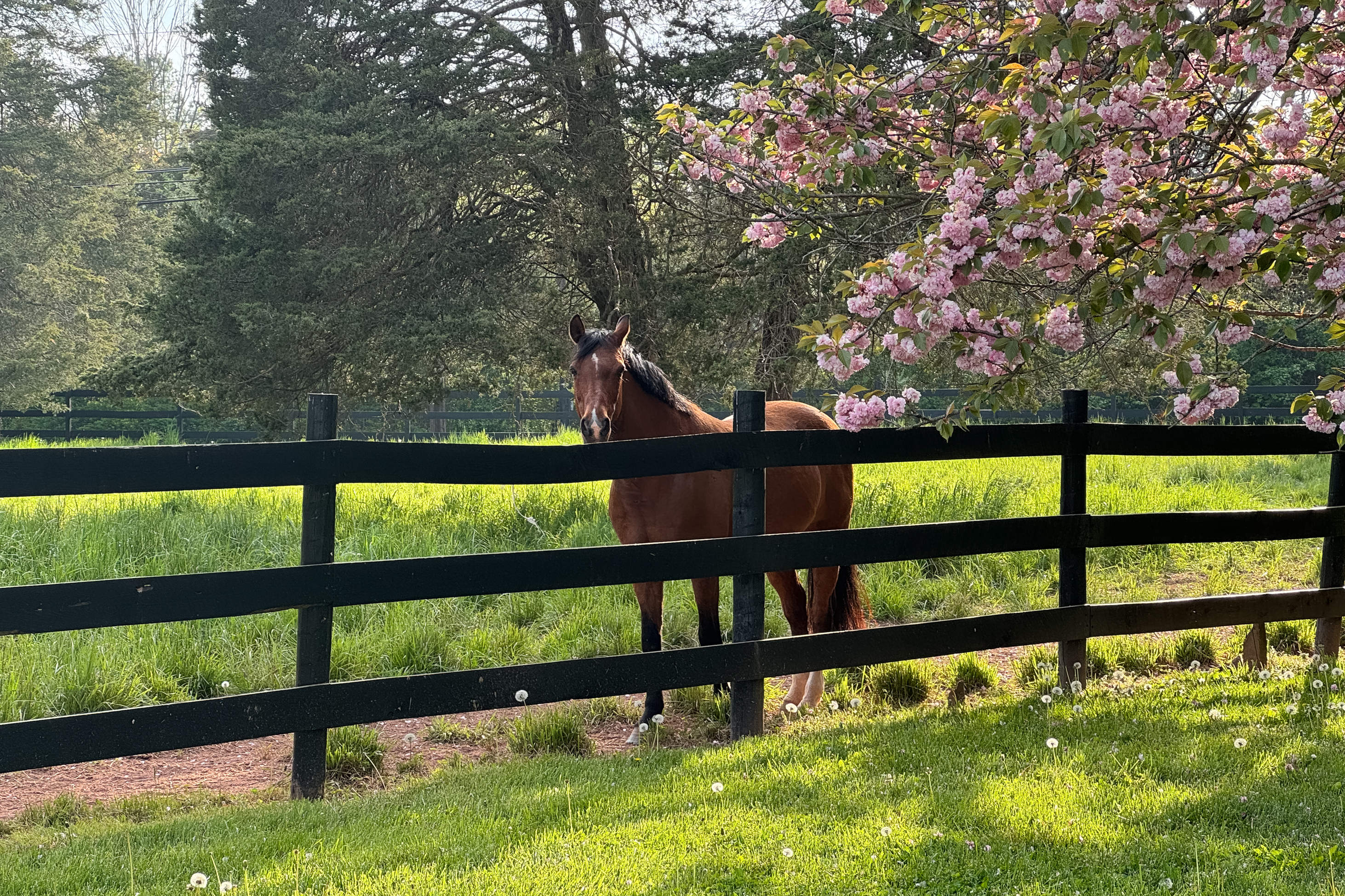  Turn-key Exceptional Princeton Area Equestrian Estate and Preserved Farm - 物件實景