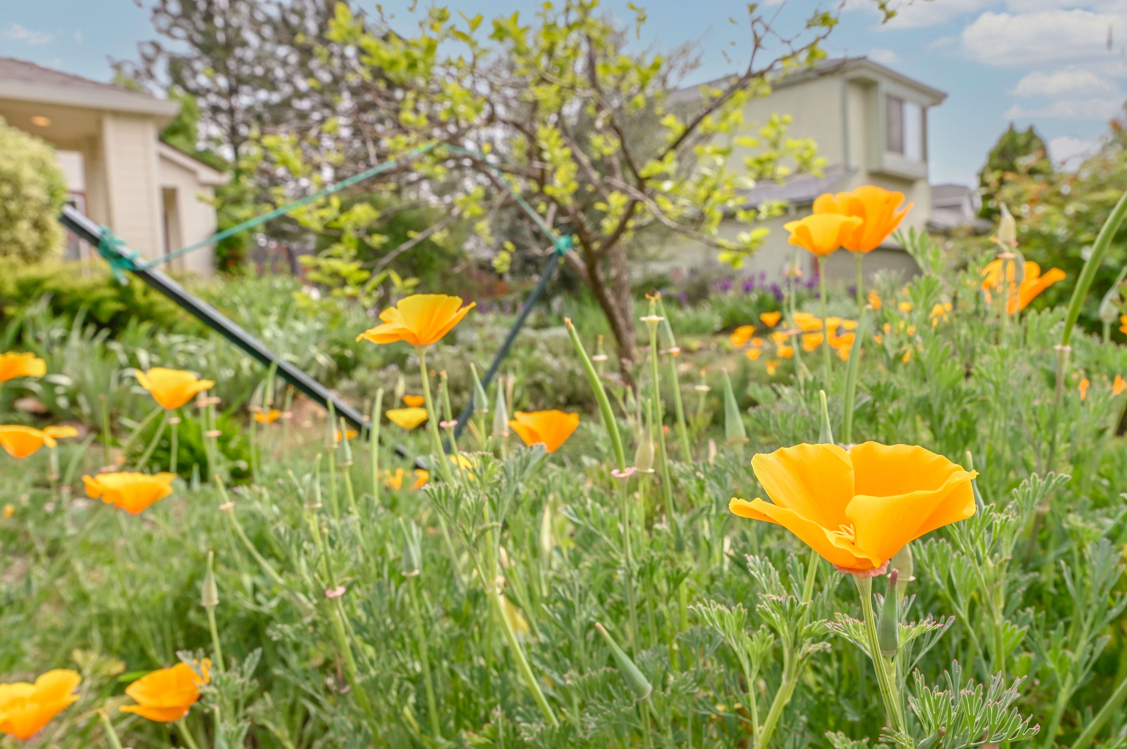  166 Placer Drive, Jackson, CA 95642 - 物件實景