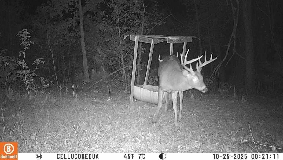 Shiloh, Georgia, 31826, United States, 3 Bedrooms Bedrooms, ,1 BathroomBathrooms,Land,For Sale,1974369