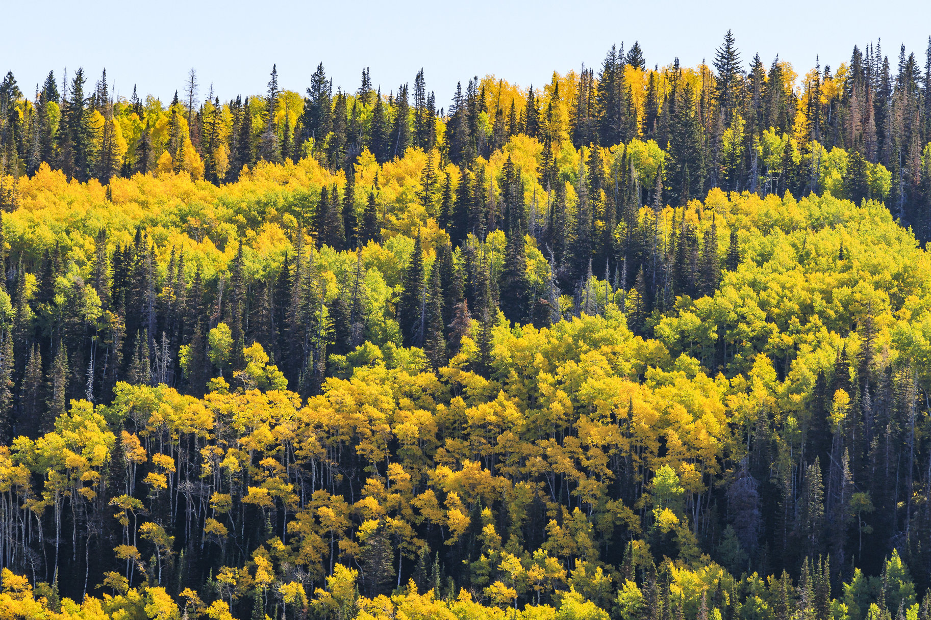  Incredible 28 Acre Estate Lot in the Colony at White Pine Canyon - 物件實景