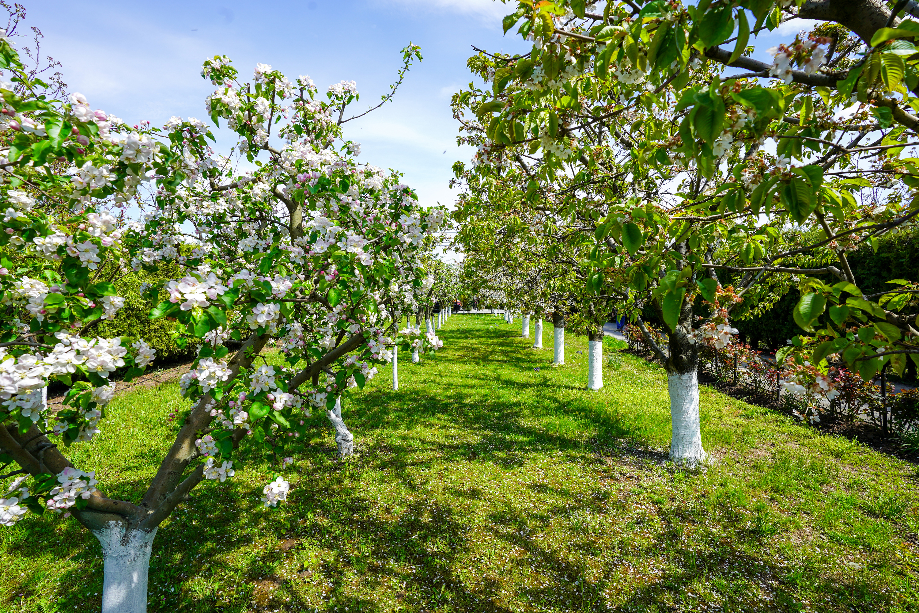  Luxury Villa in a Prime Educational Hub, Pipera - 物件實景