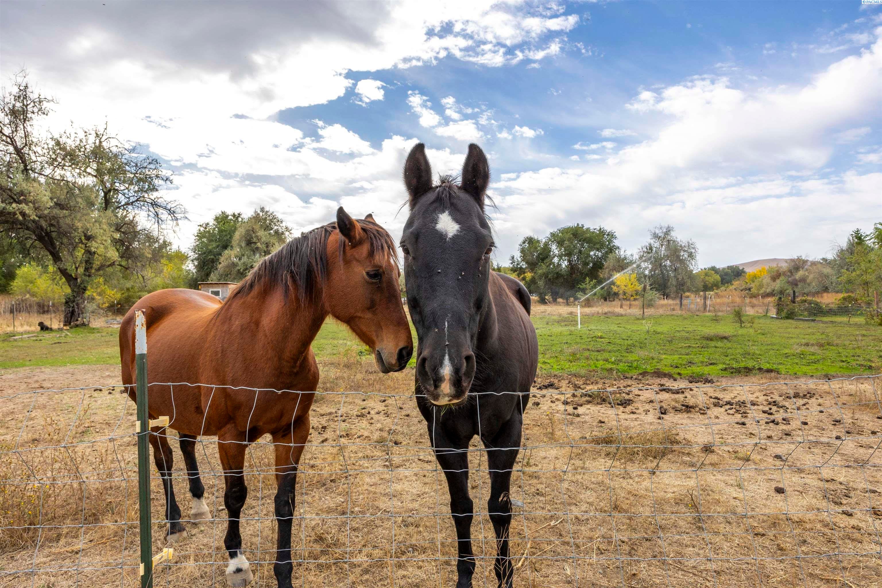 Richland, Washington, 99354, United States, 3 Bedrooms Bedrooms, ,2 BathroomsBathrooms,Residential,For Sale,1978459
