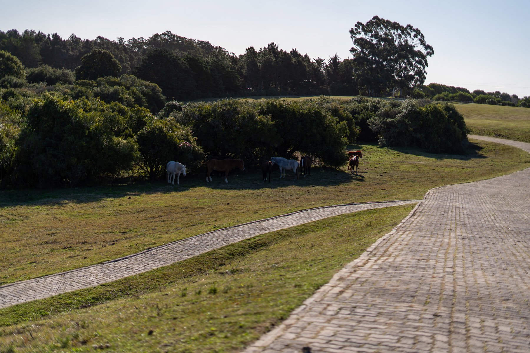  Magnificent Farm of 5 Hectares in José Ignacio - 物件實景