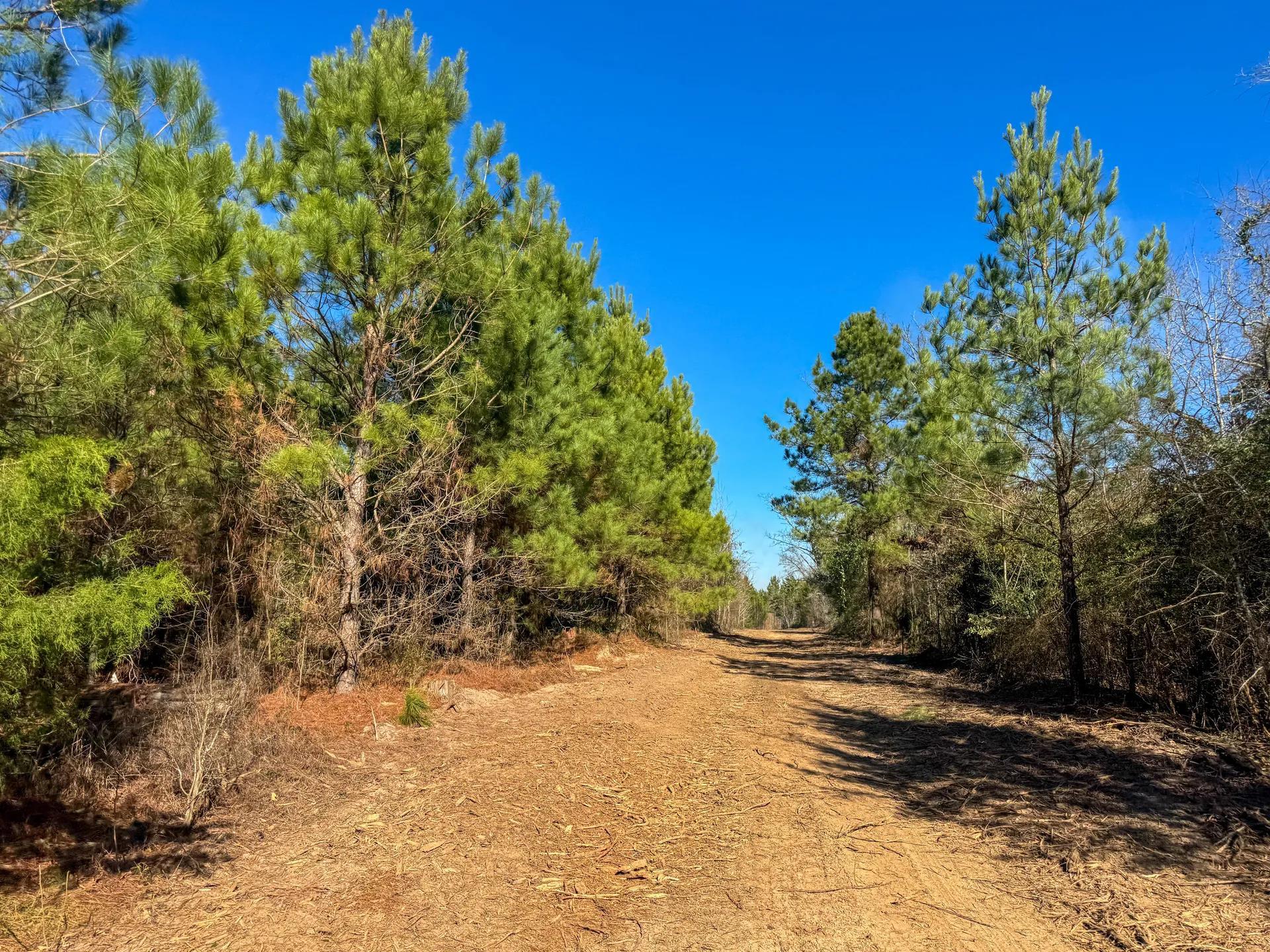 Linden, Texas, 75563, United States, ,Land,For Sale,2005293