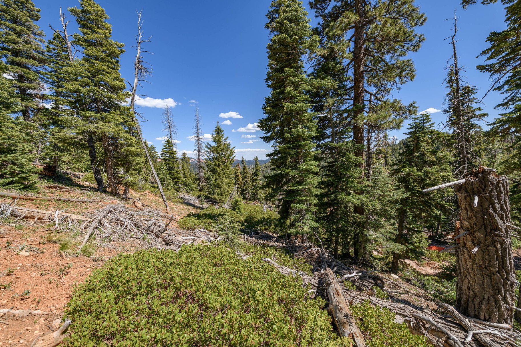  Quiet Mountain Retreat Near Navajo Lake - 物件實景