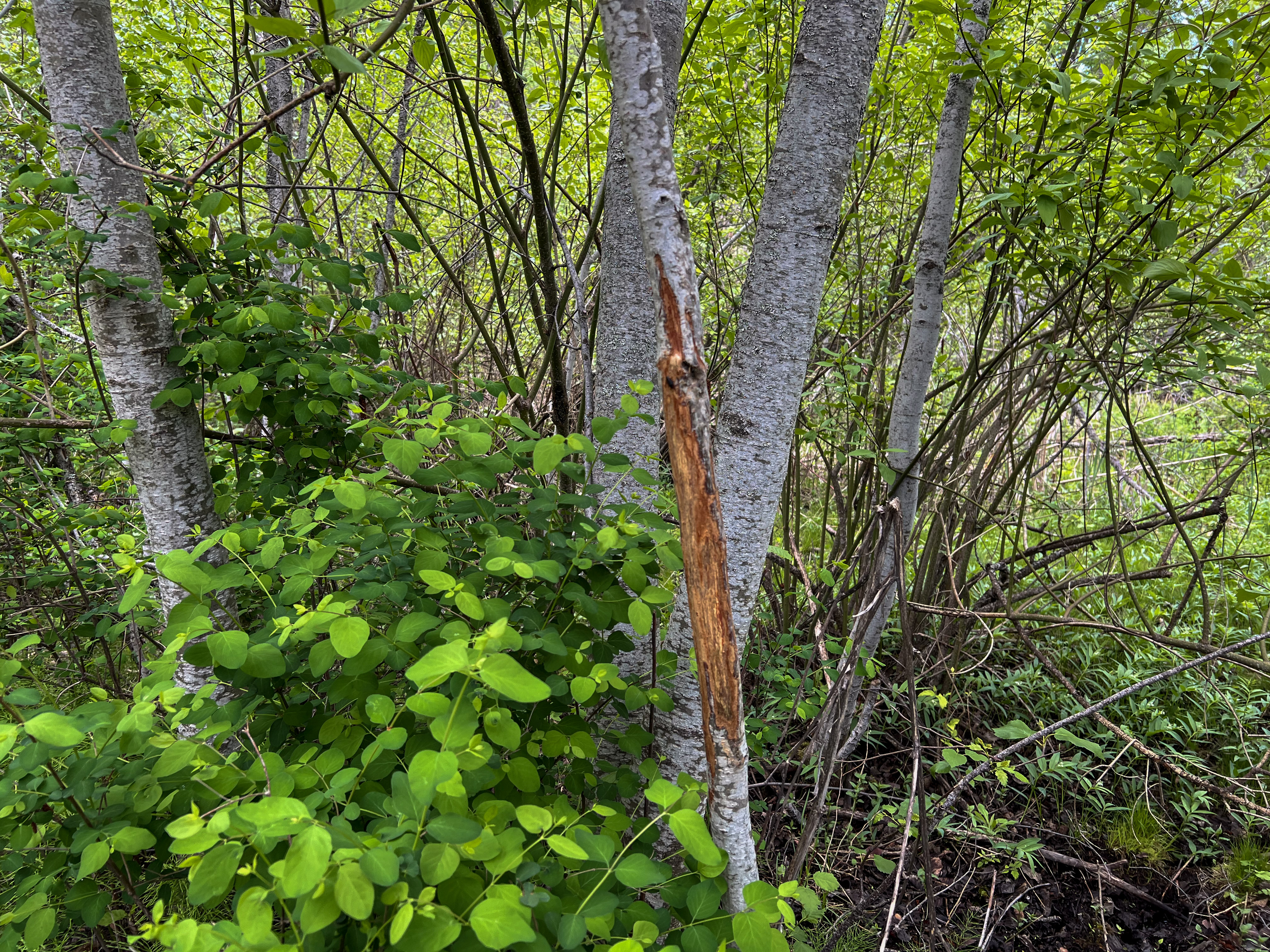 Kettle Falls, Washington, 99141, United States, 3 Bedrooms Bedrooms, ,2 BathroomsBathrooms,Residential,For Sale,1985709